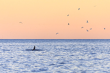 A killer whale in the cold sea framed by seagulls flying in pink sky at dawn, Tungeneset, Senja, Troms, Norway, Scandinavia, Europe