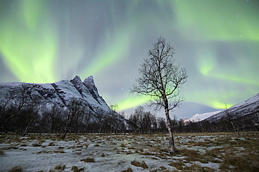 The snowy peak of Otertinden below the Northern Lights (aurora borealis) in the polar night, Oteren, Lyngen Alps, Troms, Norway, Scandinavia, Europe