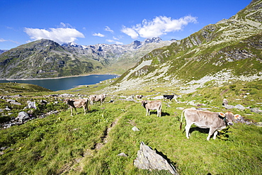 Cows in the green pastures with Lake Montespluga in the background, Chiavenna Valley, Valtellina, Lombardy, Italy, Europe