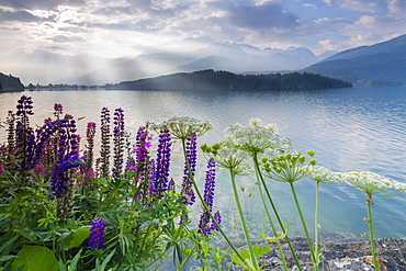 The multi coloured lupins frame the calm water of Lake Sils at dawn, Maloja, canton of Graubunden, Engadine, Switzerland, Europe