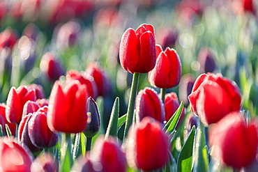 Close up of red tulips in bloom in the countryside of Berkmeer, municipality of Koggenland, North Holland, The Netherlands, Europe