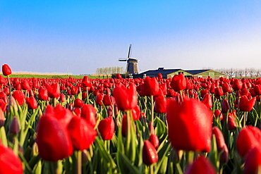 Fields of red tulips surround the typical windmill, Berkmeer, municipality of Koggenland, North Holland, The Netherlands, Europe