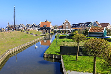 White swan in the canal surrounded by meadows and typical wooden houses, Marken, Waterland, North Holland, The Netherlands, Europe