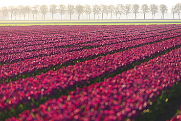 The colourful fields of tulips in bloom and trees in the countryside at dawn, De Rijp, Alkmaar, North Holland, Netherlands, Europe