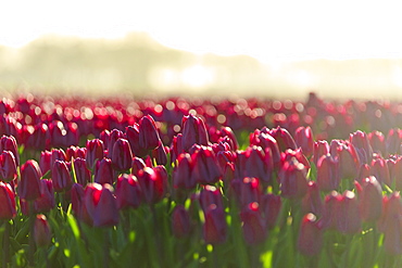 Close up of colourful tulips in bloom at sunrise, De Rijp, Alkmaar, North Holland, Netherlands, Europe