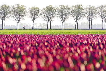 Colourful fields of tulips in bloom and bicycle in the countryside at dawn, De Rijp, Alkmaar, North Holland, Netherlands, Europe