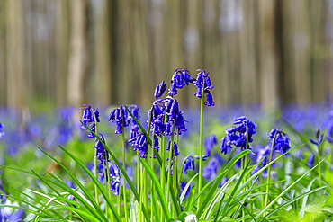 Close up of purple bluebells in bloom in the green grass of the Hallerbos forest, Halle, Belgium, Europe