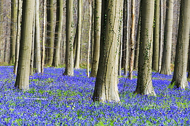 Purple carpet of blooming bluebells framed by trunks of the giant Sequoia trees in the Hallerbos forest, Halle, Belgium, Europe