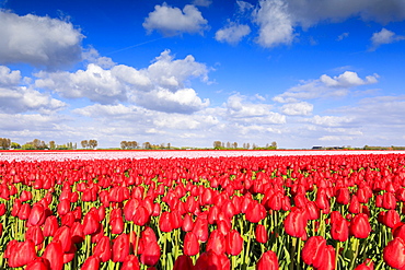 Blue sky and sun on fields of red tulips during spring bloom, Oude-Tonge, Goeree-Overflakkee, South Holland, The Netherlands, Europe