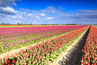 Multicolored tulips in the fields of Oude-Tonge during spring bloom, Oude-Tonge, Goeree-Overflakkee, South Holland, The Netherlands, Europe