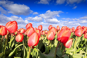 Close up of red tulips during spring bloom in the fields of Oude-Tonge, Goeree-Overflakkee, South Holland, The Netherlands, Europe