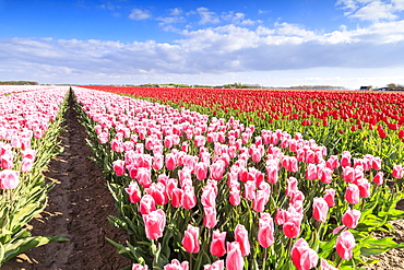 Multicolored tulips in the fields of Oude-Tonge during spring bloom, Oude-Tonge, Goeree-Overflakkee, South Holland, The Netherlands, Europe