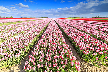 Blue sky on rows of pink tulips in bloom in the fields of Oude-Tonge, Goeree-Overflakkee, South Holland, The Netherlands, Europe