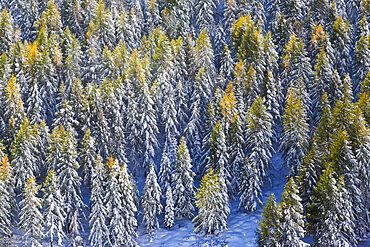 Aerial view of larches in the woods covered with snow during the fall season, Chiavenna Valley, Valtellina, Lombardy, Italy, Europe