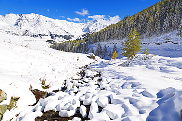 Aerial view of larches and mountains covered with snow in autumn, Vamlera, Spluga Valley, Valtellina, Lombardy, Italy, Europe