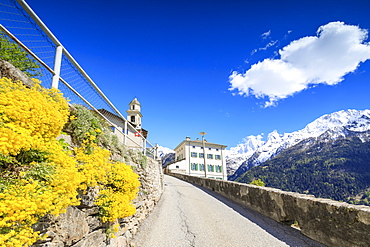 Yellow flowers and snowy peaks on the roadway to Soglio, Maloja, Bregaglia Valley, Engadine, canton of Graubunden, Switzerland, Europe