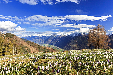 Blue sky on the colorful crocus flowers in bloom, Alpe Granda, Sondrio province, Masino Valley, Valtellina, Lombardy, Italy, Europe