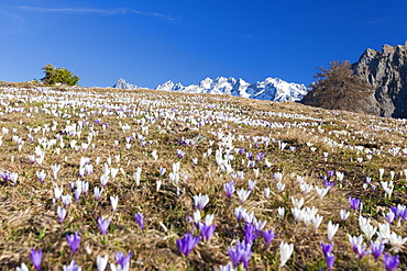 Colorful crocus in meadows framed by snowy peaks, Alpe Granda, Sondrio province, Masino Valley, Valtellina, Lombardy, Italy, Europe