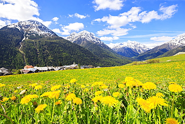 Yellow flowers framed by snowy peaks around the village of Guarda, Inn District, Engadine, Canton of Graubunden, Switzerland, Europe