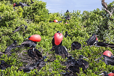 A group of male frigate birds with red throat pouches oversees females with chicks to prevent attack by predators, Barbuda, Antigua and Barbuda, Leeward Islands, West Indies, Caribbean, Central America