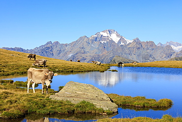 Cows grazing on the shore of Lakes of Campagneda, Malenco Valley, Province of Sondrio, Valtellina, Lombardy, Italy, Europe