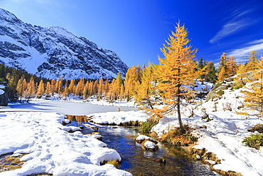 Frozen Lake Mufule framed by larches and snow in autumn, Malenco Valley, Province of Sondrio, Valtellina, Lombardy, Italy, Europe