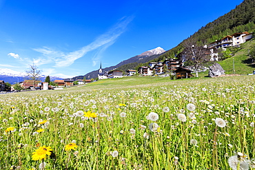 Dandelion in bloom, Alvaneu, District of Albula, Canton of Graubunden, Switzerland, Europe