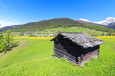 Alpine hut in the green meadows, Davos Wiesen, Canton of Graubunden, Prettigovia Davos Region, Switzerland, Europe