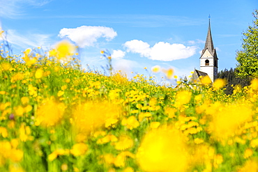 Blooming of yellow flowers around the alpine church of Schmitten, District of Albula, Canton of Graubunden, Switzerland, Europe