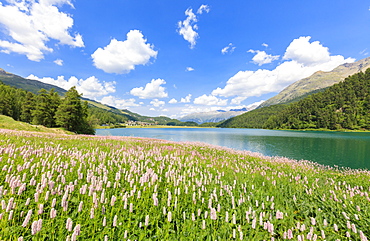 Spring bloom of Persicaria bistorta at Lej da Champfer, St. Moritz, Upper Engadine, Canton of Graubunden, Switzerland, Europe