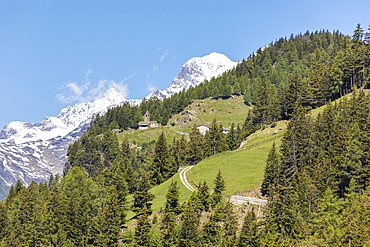 Green forest and snowy mountains, San Romerio Alp, Brusio, Canton of Graubunden, Poschiavo Valley, Switzerland, Europe