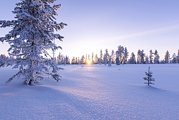 Pink sky at sunset on the boreal forest (Taiga), Kiruna, Norrbotten County, Lapland, Sweden, Scandinavia, Europe