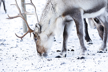 Close up of a reindeer, Abisko, Kiruna Municipality, Norrbotten County, Lapland, Sweden, Scandinavia, Europe