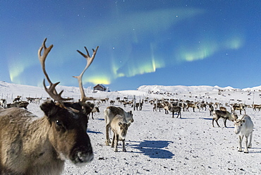 Close up of a reindeer under the Northern Lights (Aurora Borealis), Abisko, Kiruna Municipality, Norrbotten County, Lapland, Sweden, Scandinavia, Europe