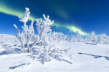 Frozen trees covered with snow under the Northern Lights (Aurora Borealis), Abisko, Kiruna Municipality, Norrbotten County, Lapland, Sweden, Scandinavia, Europe