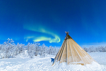 Isolated Sami tent in the snow under Northern Lights (Aurora Borealis), Abisko, Kiruna Municipality, Norrbotten County, Lapland, Sweden, Scandinavia, Europe