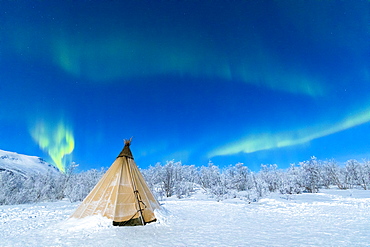 Isolated Sami tent in the snow under Northern Lights (Aurora Borealis), Abisko, Kiruna Municipality, Norrbotten County, Lapland, Sweden, Scandinavia, Europe