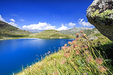 Wild flowers on the shore of alpine lake, Leg Grevasalvas, Julierpass, Maloja, Engadine, Canton of Graubunden, Swiss Alps, Switzerland, Europe