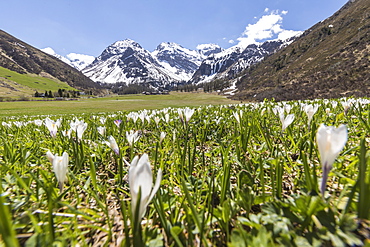 Close up of Crocus flowers during spring bloom, Davos, Sertig Valley, canton of Graubunden, Switzerland, Europe