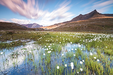 Sunrise on fields of cotton grass, Gavia Pass, Valfurva, Valtellina, Lombardy, Italy, Europe