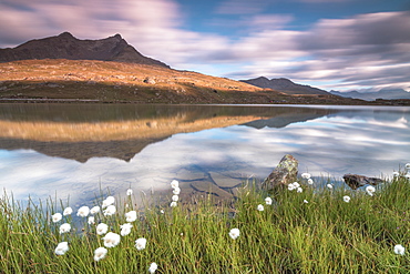 Cotton grass on the shore of Lago Bianco, Gavia Pass, Valfurva, Valtellina, Lombardy, Italy, Europe