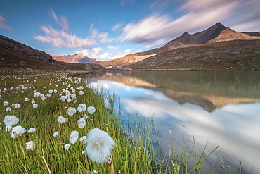 Cotton grass on the shore of Lago Bianco, Gavia Pass, Valfurva, Valtellina, Lombardy, Italy, Europe