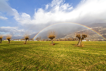 Rainbow on bare trees, Cosio Valtellino, Sondrio province, Valtellina, Lombardy, Italy, Europe