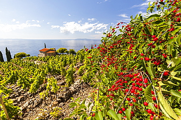 Red berries in cultivated fields, Pomonte, Marciana, Elba Island, Livorno Province, Tuscany, Italy, Europe