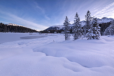 Snow covered trees, Lej da Staz, St. Moritz, Engadine, Canton of Graubunden (Grisons), Switzerland, Europe