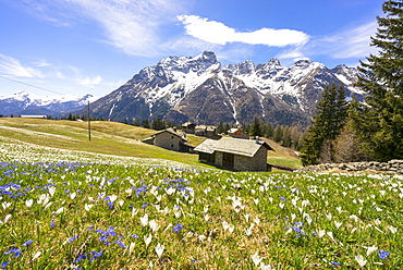 Crocus during spring blooming, Alpe Braccia, Malenco Valley, province of Sondrio, Valtellina, Lombardy, Italy, Europe