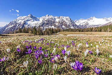 Crocus during spring blooming, Entova Alp, Malenco Valley, province of Sondrio, Valtellina, Lombardy, Italy, Europe