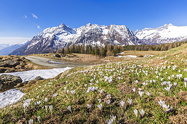 Crocus in bloom, Entova Alp, Malenco Valley, province of Sondrio, Valtellina, Lombardy, Italy, Europe