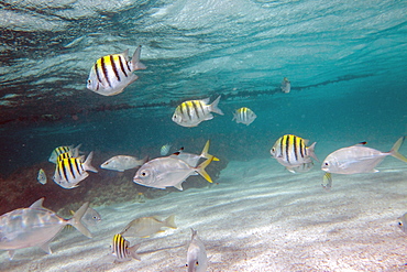 Multicolored fish swim peacefully at Stingray City, a sanctuary where it is possible to see rare species as stingrays, Antigua, Leeward Islands, West Indies, Caribbean, Central America