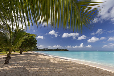 The leaves of the palm trees hide the sky over Valley Church Beach that offers white sands in the waters of Lignum Vitae Bay, Antigua, West Indies, Caribbean, Central America